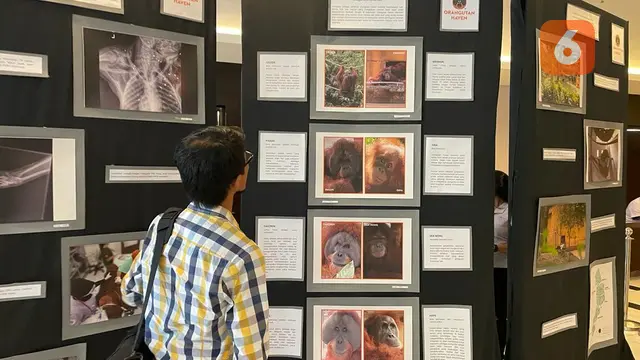 Orangutan Haven