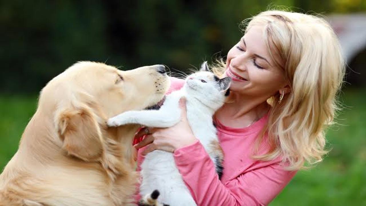 Pemilik Anjing dan Kucing