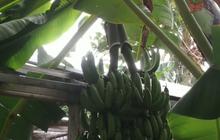 Begini Cerita Pohon Pisang Unik di Cilegon, Punya 3 Tandan dan Waktu Berbuahnya Janggal