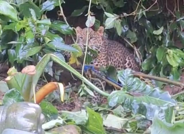 Macat Tutul Terjebak Jerat Babi