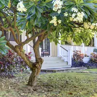 Ilustrasi pepohonan di depan rumah. (c) iriana88w/Depositphotos.com