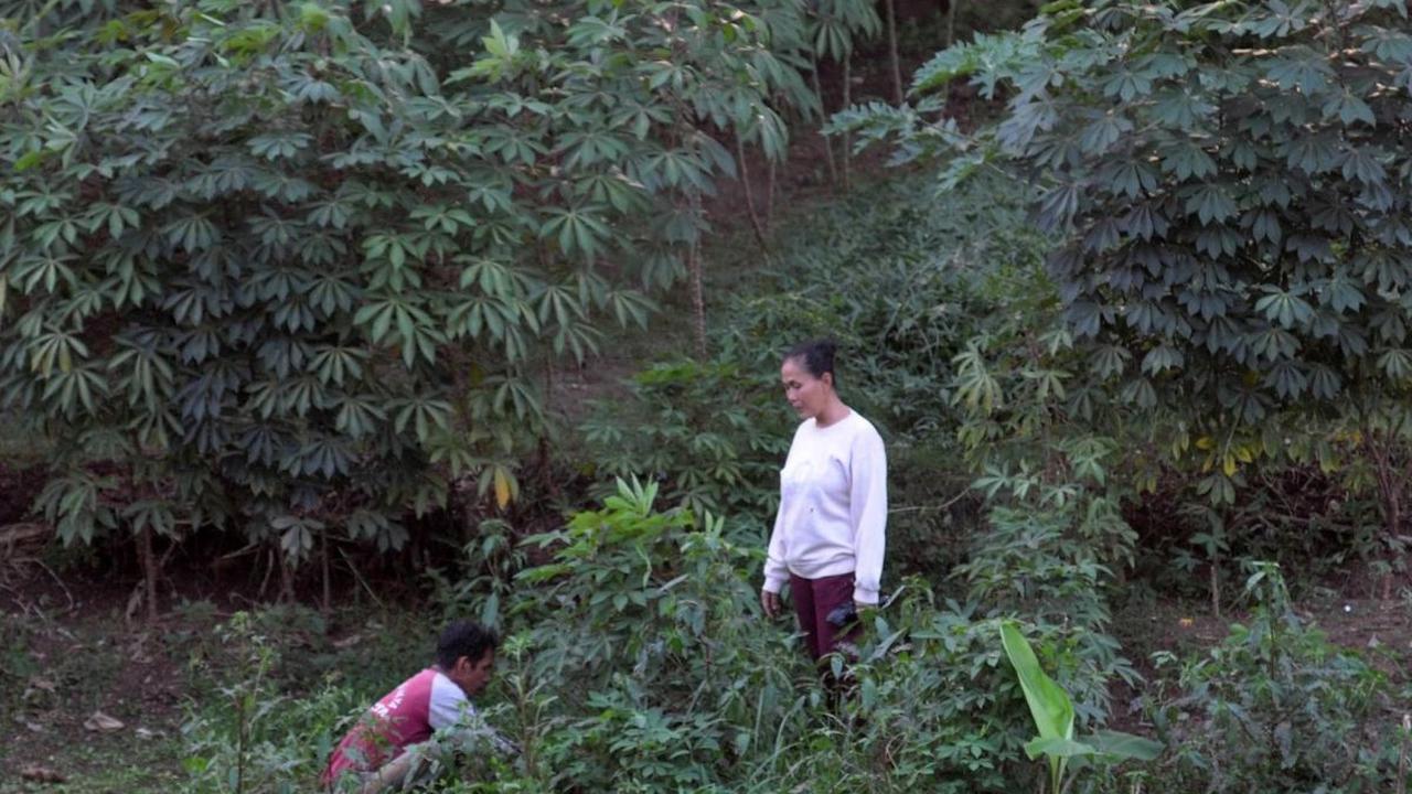 Biasanya hasil panen dari berladang di lahan tersebut diperuntukan untuk warga sekitar ataupun dijual ke warung-warung terdekat. Foto: merdeka.com / Imam Buhori