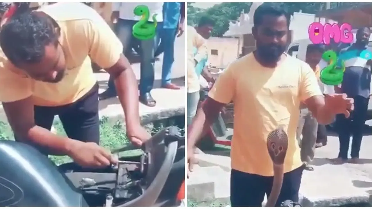 Enggak Ada Takutnya, Pria Ini Tangkat Kobra dengan Tangan Kosong