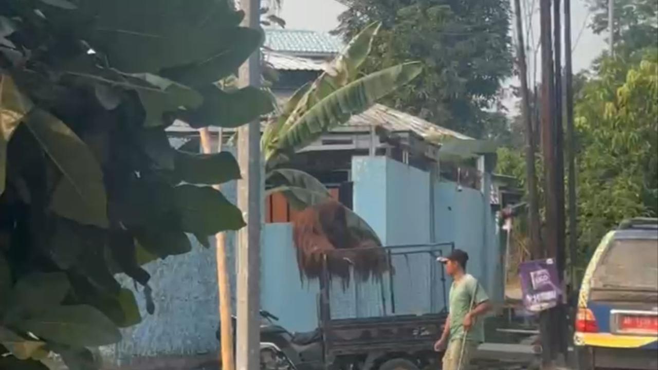 Jalur Pelarian Orang Utan dari Kandang ke Warung Ayam Goreng