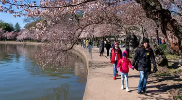 Warga berdatangan untuk melihat pohon sakura yang mulai mekar pada hari pertama Festival Bunga Sakura Nasional di Washington, Amerika Serikat, 20 Maret 2023. (AP Photo/Jacquelyn Martin)