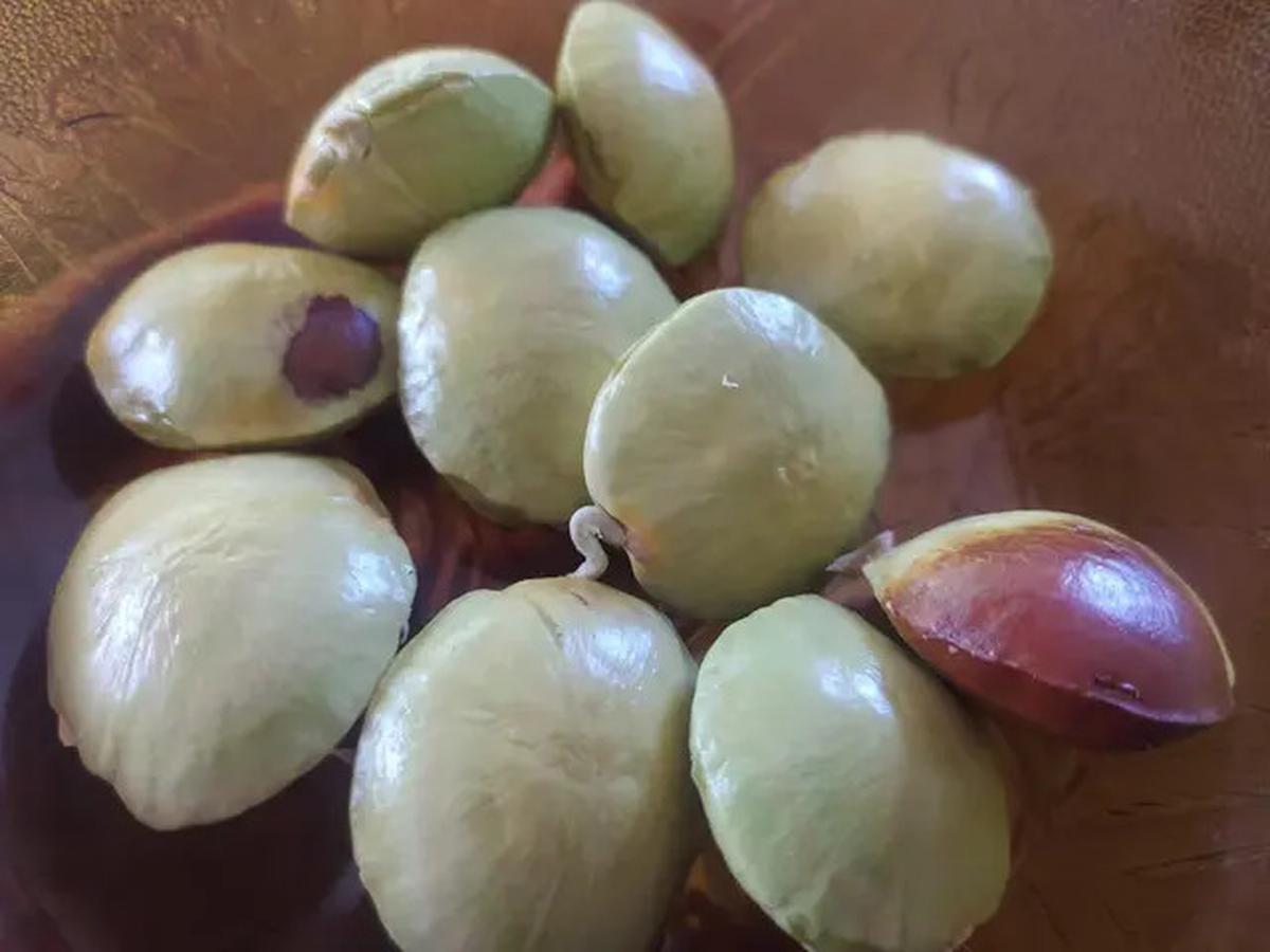 Cara Cepat Membuat Jengkol Empuk dalam 5 Menit Tanpa Panci Presto