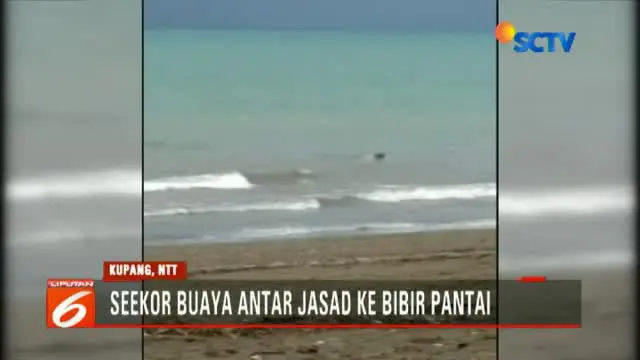 Viral, Video Buaya Antar Jenazah ke Bibir Pantai
