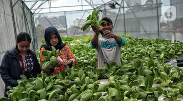 Petugas masjid menunjukkan sayuran yang ditanam dengan sistem hidroponik 'Smart Farming' di atap Masjid Asy-syifa, Jakarta Pusat, Senin (23/1/2023). Dinas Ketahanan Pangan, Kelautan dan Pertanian (KPKP) Jakarta Pusat bekerja sama dengan pengurus Masjid Asy-syifa memanfaatkan lahan atap untuk budi daya sayuran hidroponik sebagai upaya menghijaukan lingkungan serta menjadi nilai ekonomis baik untuk pengurus dan warga sekitar. (merdeka.com/Iqbal S. Nugroho)