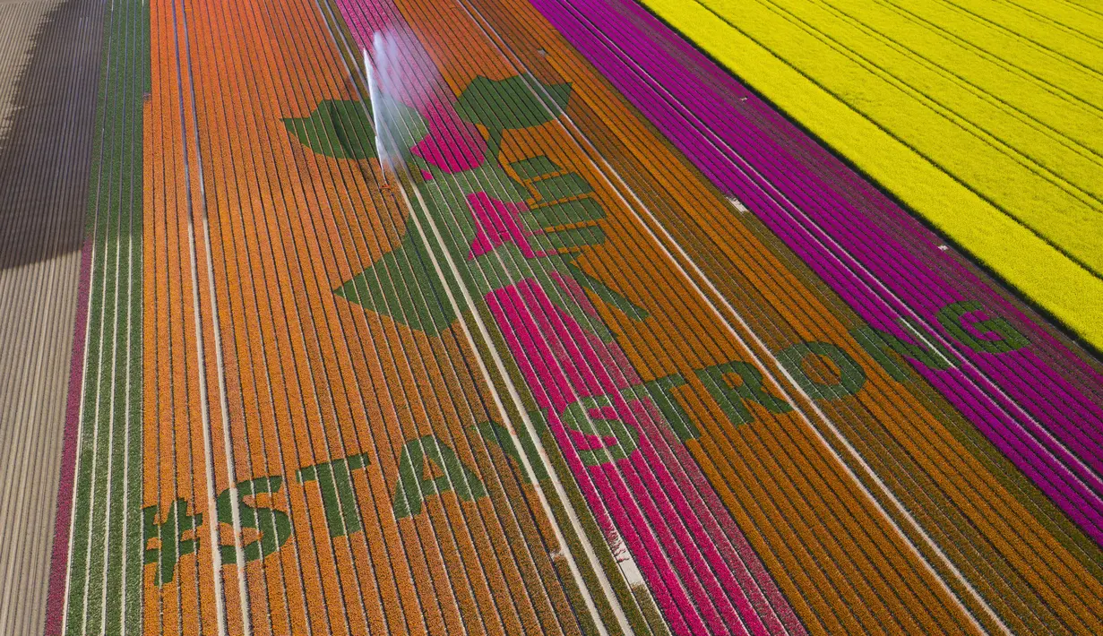 Nursery S. Schouten membuat karya seni berisi pesan dukungan bertulis ‘#StayStrong’ untuk melawan virus corona COVID-19 di ladang tulip di Bant, Belanda, Minggu (26/4/2020). Karya seni ini terbuat dari tiga juta bunga tulip. (AP Phto/Stef Hoffer)