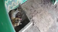 Kisah Tragis Harimau Sumatra di Jambi: Tiga Jari Cakar Putus, Mampukah Bertahan di Alam Liar?