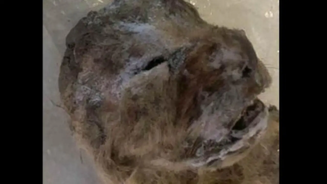 Singa Purba Beku Ditemukan di Gua Siberia
