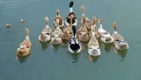 Pakan Alternatif Bebek Pedaging Agar Tumbuh Sehat dan Cepat Besar untuk Panen Singkat