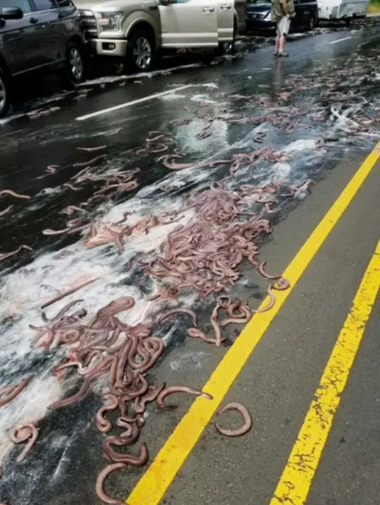 Jalan raya Highway 101 di Oregon dipenuhi belut berlendir yang tumpah dari sebuah truk kontainer, Kamis (13/7). Truk pengangkut 3.402 kilogram belut berlendir terbalik dan seketika mengubah jalan raya menjadi licin dan lengket (Oregon State Police via AP)