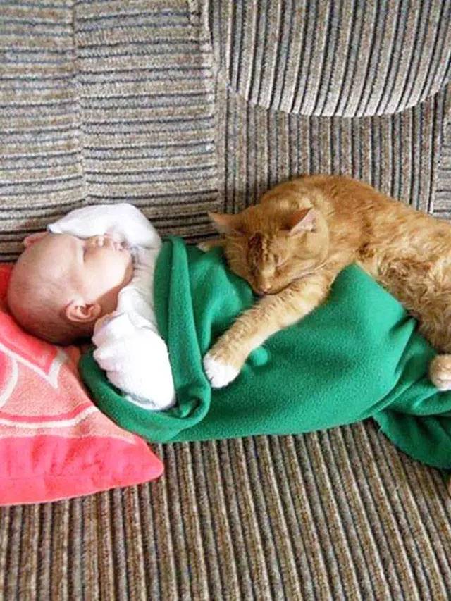 Jadi Teman Si Kecil, Ini 7 Potret Kucing saat Jaga Bayi Ini Menggemaskan