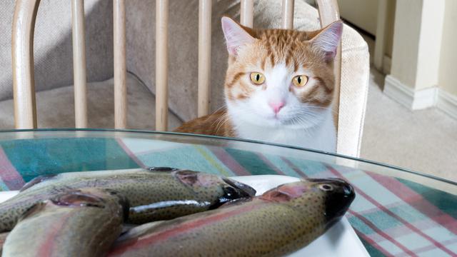 Jenis Ikan untuk Makanan Kucing