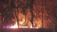 Kebakaran menghanguskan hutan jati yang ada di kawasan Taman Nasional Baluran, Minggu malam (11/6/2023). (Liputan6.com/ BPBD Situbondo)