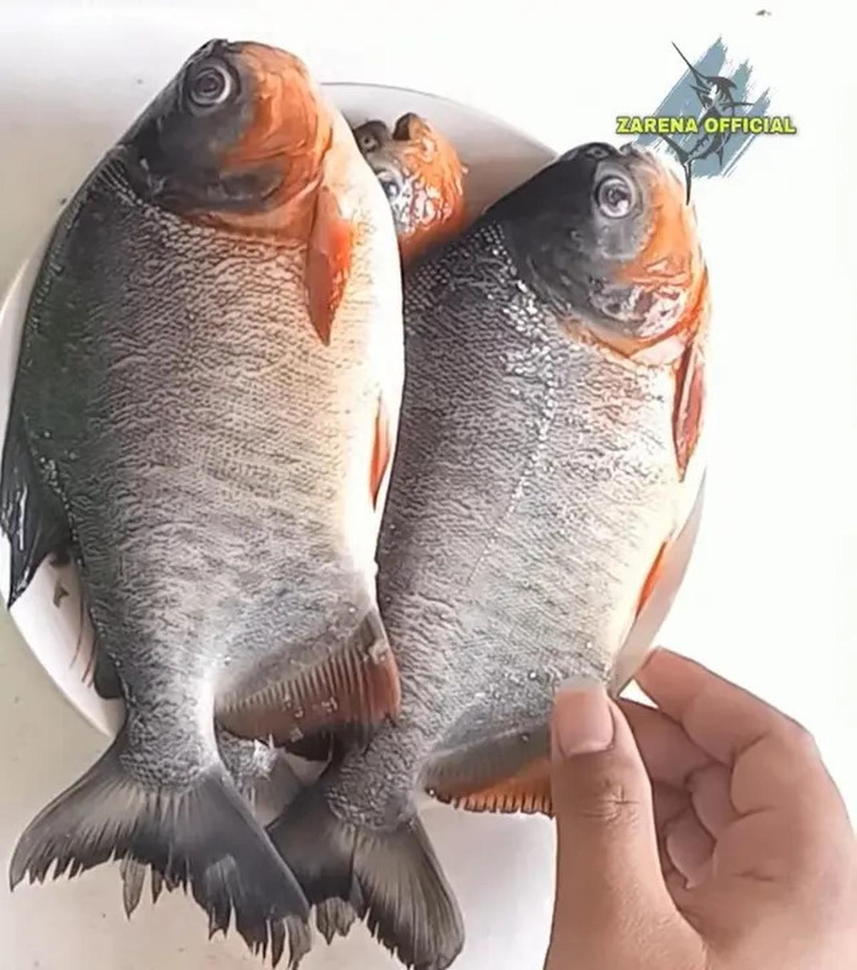 Rahasia Hilangkan Bau Tanah pada Ikan Bawal dengan Air Cucian Beras