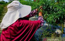 Bupati Natuna Dorong Peningkatan Produksi Tanaman Pangan Lokal Dukung Program MBG