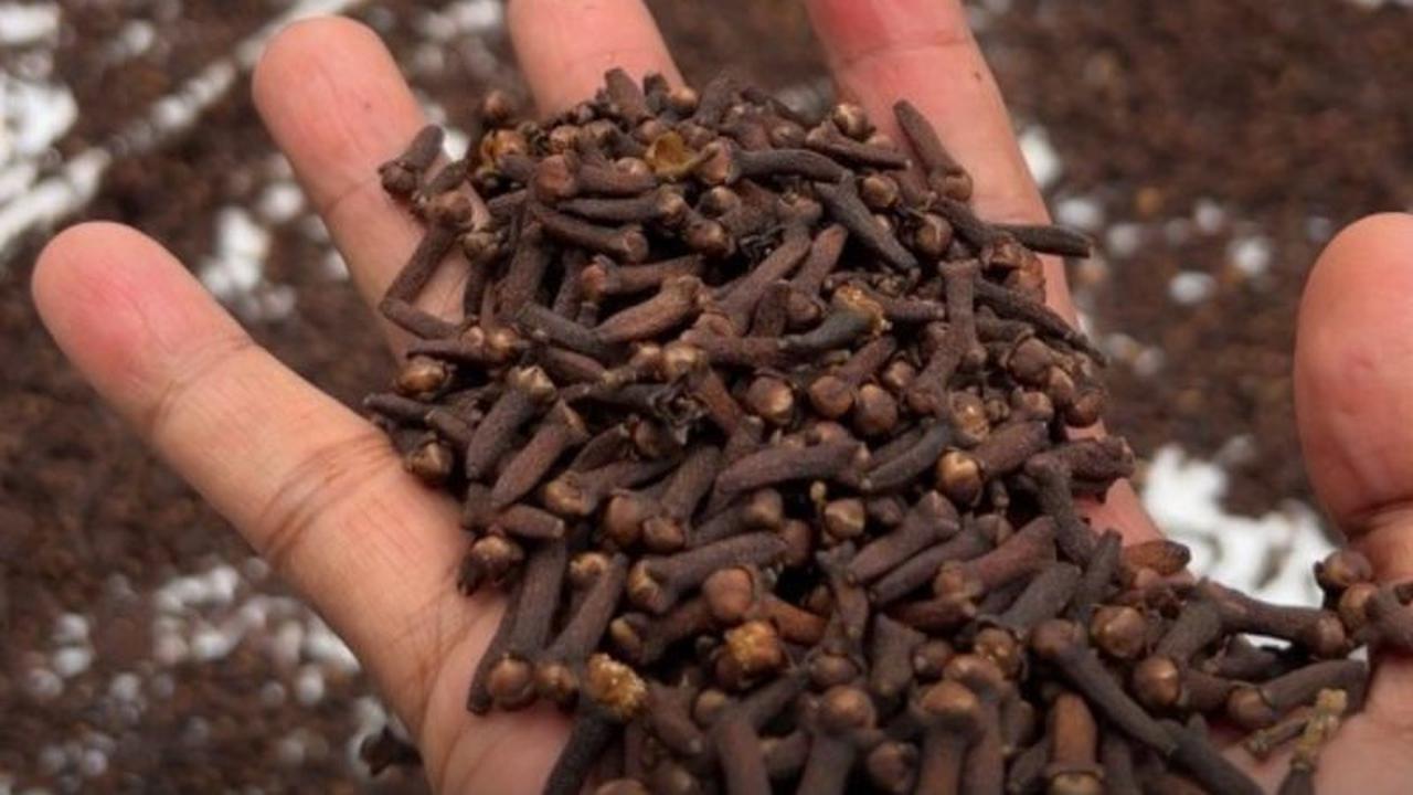 Fakta Unik: Ritual Bakera, Sauna Rempah Maluku Utara, Kini Resmi Jadi Pengetahuan Tradisional Terlindungi
