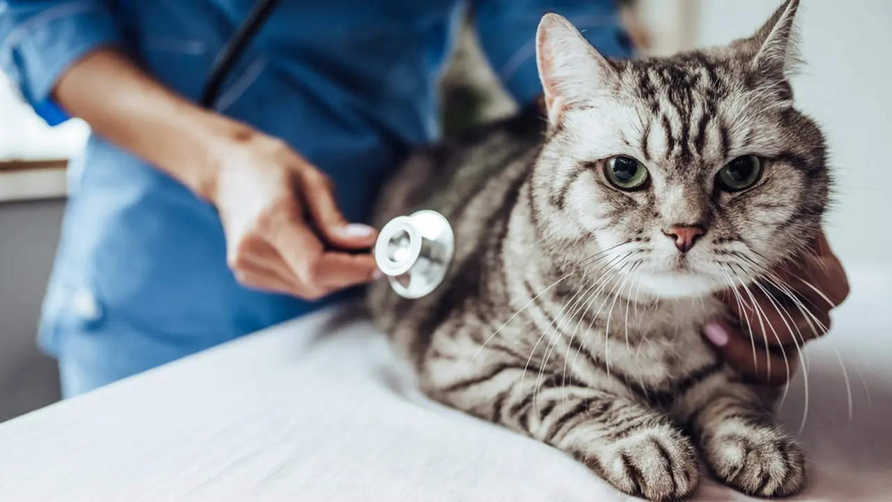 Rentan Stres, Begini Tips Tepat Bawa Kucing ke Dokter Hewan