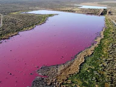Pemandangan udara dari laguna yang berubah menjadi merah muda karena limbah industri perikanan, di provinsi Patagonian, Chubut, Argentina, pada 23 Juli 2021. Fenomena itu lantas membuka kontroversi pemerian izin perusahaan di Argentina. (DANIEL FELDMAN / AFP)