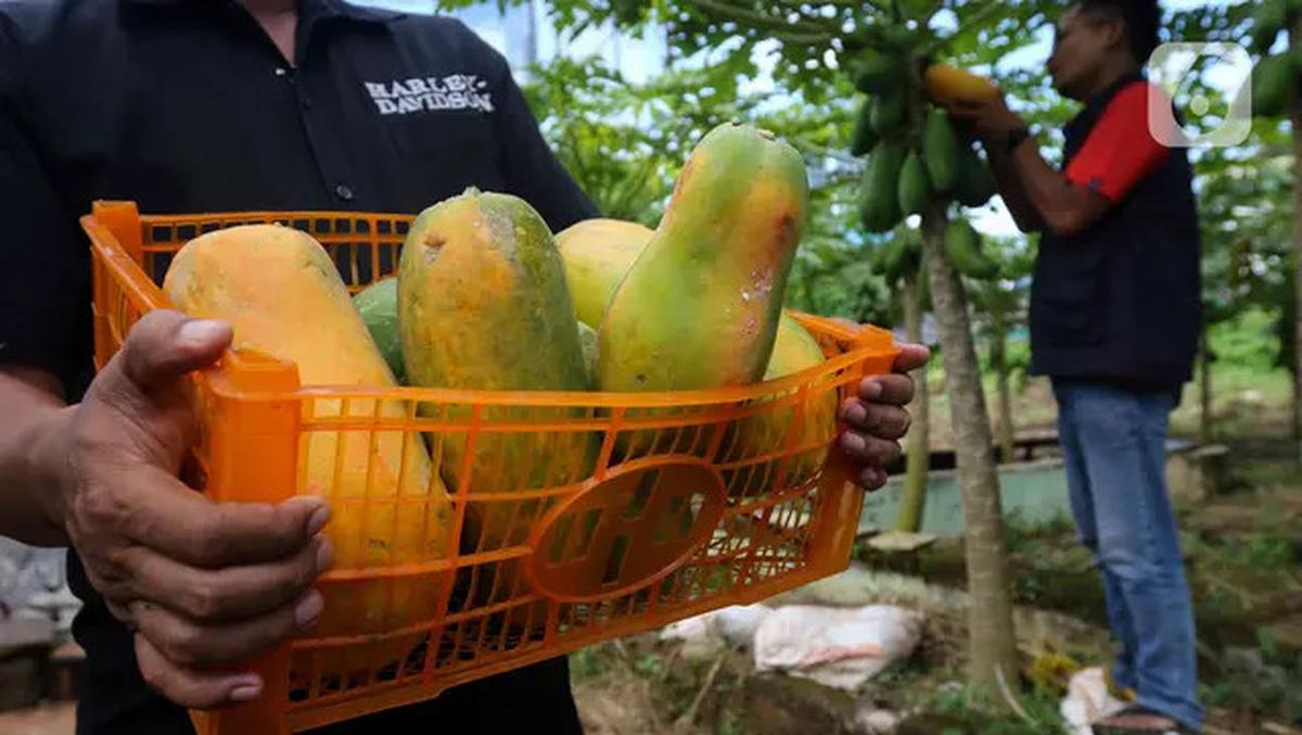 Mau Kolesterol dan Gula Darah Stabil? Konsumsi Pepaya Setelah Makan Siang