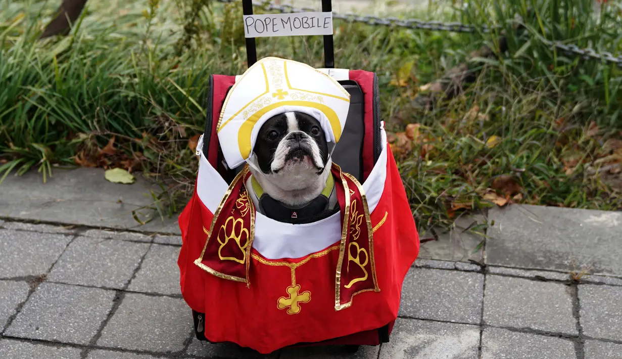 Seekor anjing berkostum kendaraan khusus Paus Fransiskus pada Parade Tompkins Square Halloween Dog di New York, 27 Oktober 2018. Parade Halloween khusus anjing ini digelar setiap tahun, dan tahun ini merupakan gelaran yang ke-28. (TIMOTHY A. CLARY / AFP)