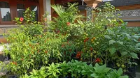 8 Model Kebun Sayur Mini Metode Polibag untuk Lahan Terbatas, Solusi Berkebun di Rumah Sempit