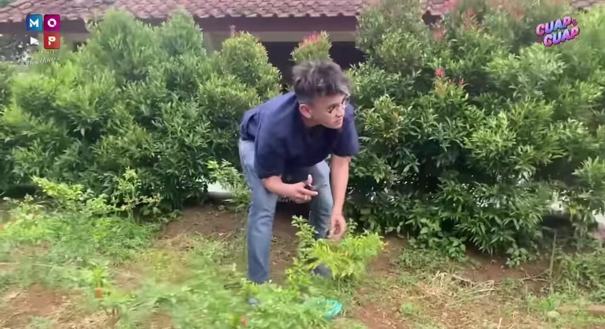 Panen Cabai yang Segar, Ruben Onsu Kini Jajal Berkebun