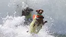 Dua ekor anjing berselancar di atas ombak saat kontes Dog Surf City di Pantai Huntington, California, Minggu (25/9). Para anjing yang mengikuti kompetisi ini terlihat lihai menggunakan papan selancar dan menaklukkan ombak. (REUTERS/Lucy Nicholson)