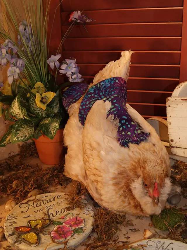 Popok Ayam