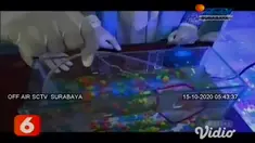 Kelima siswa Madrasah Aliyah Negeri 1 Gresik, Jawa Timur berhasil meraih medali emas dalam ajang Indonesia International Invention Festival 2020. Tentang pembuatan anestesi alami untuk ikan dari biji bunga kecubung.