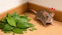 Cara Mengusir Tikus pakai Daun Salam dan Bahan Alami yang Ampuh Lainnya