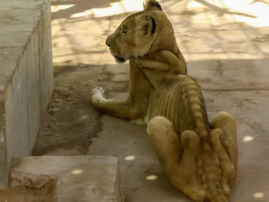 Singa betina kurang gizi duduk dalam kandang di Taman Al-Qureshi, ibu Kota Sudan di Khartoum pada 19 Januari 2020. Kampanye media sosial diluncurkan untuk menyelamatkan lima singa Afrika dari kelaparan setelah berminggu-minggu tidak mendapatkan makanan dan obat-obatan cukup. (ASHRAF SHAZLY/AFP)