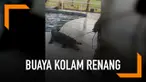 Buaya sepanjang sekitar 9 kaki tiba-tiba muncul di kolam renang sebuah rumah. Pemilik rumah yang kaget langsung mengikat dan membuat hewan buas tersebut.