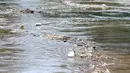 Sampah yang terbawa aliran sungai Ciliwung di kawasan bukit duri menuju pintu air Manggarai, Jakarta, Rabu (8/3). Hujan deras yang mengguyur kawasan Jabodetabek semalam membuat aliran air Ciliwung meningkat dan membawa sampah. (Liputan6.com/Yoppy Renato)