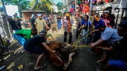 Sejumlah petugas menyiapkan sapi kurban yang akan disembelih. (merdeka.com/Arie Basuki)