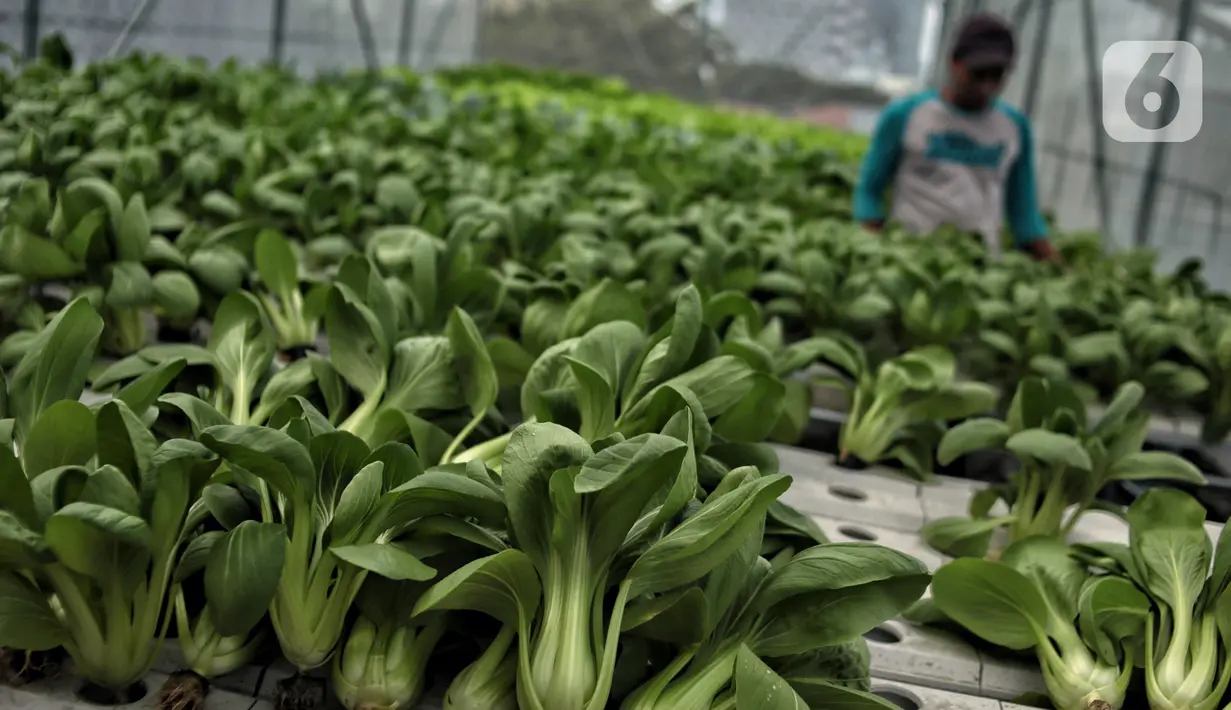 Sayuran yang ditanam dengan sistem hidroponik 'Smart Farming' di atap Masjid Asy-syifa, Jakarta Pusat, Senin (23/1/2023). Dinas Ketahanan Pangan, Kelautan dan Pertanian (KPKP) Jakarta Pusat bekerja sama dengan pengurus Masjid Asy-syifa memanfaatkan lahan atap untuk budi daya sayuran hidroponik sebagai upaya menghijaukan lingkungan serta menjadi nilai ekonomis baik untuk pengurus dan warga sekitar. (merdeka.com/Iqbal S. Nugroho)