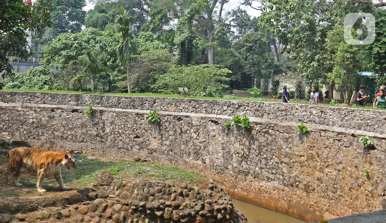 Wisatawan melihat harimau saat berkunjung ke Taman Margasatwa Ragunan, Jakarta, Sabtu (1/8/2020). Di masa pandemi corona ini, Ragunan sepi pengunjung di libur panjang Idul Adha 1441 H dibandingkan tahun lalu. (Liputan6.com/Herman Zakharia)