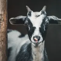 Ilustrasi Idul Adha | unsplash.com