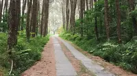 Hutan Pinus  Kragilan Magelang (dok.Instagram@iyong_aili/https://www.instagram.com/p/By6qYGFn_9q//Devita