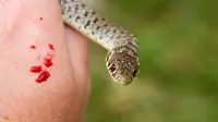 Fotografer Ini Selamat Digigit Black Mamba Mematikan, Rahasianya?