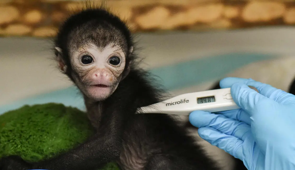 Ekspresi Olivia, seekor monyet laba-laba berusia 25 saat diukur suhu badannya di klinik kebun binatang Cali, di Kolombia (19/10). Olivia ditemukan tidak sadar sekitar seminggu yang lalu usai terjatuh dari pelukan ibunya. (AFP Photo/Luis Robayo)
