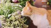 12 Tanaman yang Beracun untuk Kucing yang Sering Ada di Rumah