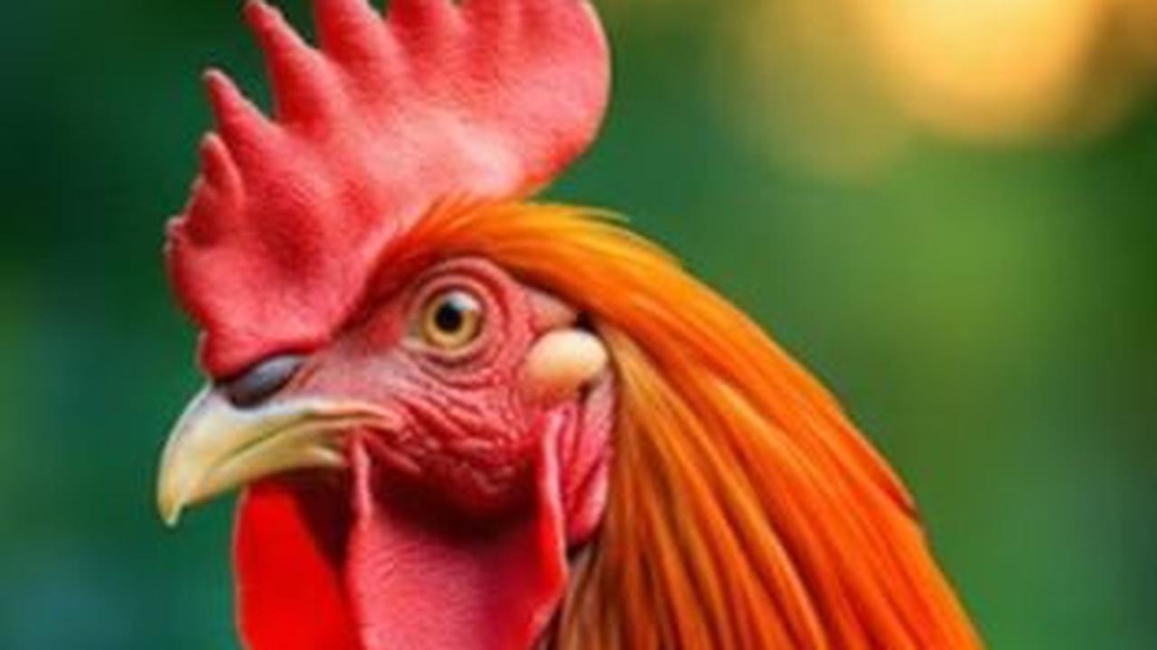 Kisah Panji Laras Pemilik Ayam Jago yang Selalu Menang Tarung, Hobi Bagikan Uang dan Kepingan Emas kepada Fakir Miskin