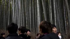Wisatawan mengunjungi Hutan Bambu Sagano di Arashiyama, Kyoto, Jepang pada 8 Desember 2018. Berada tidak jauh dari pusat kota Kyoto, hutan ini menjulang tinggi di tengah-tengah kota. (Behrouz MEHRI / AFP)
