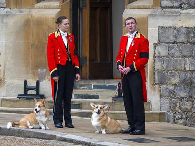 Momen kedua anjing corgi lucu di pemakaman Ratu Elizabeth II ini langsung jadi viral. Banyak warganet yang mengaku tak kuat menahan air mata melihat momen ini. "Tolong, aku butuh tisu," komentar seorang warganet, sembari mencantumkan emotikon tangisan.(Foto: Justin Setterfield/Pool Photo via AP)