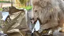 Singa putih Yabou memakan daging dari kado Natal yang di dapatnya di kebun binatang La Fleche di Prancis, (23/12). Menyambut Natal, kebun binatang La Fleche memberikan kado spesial kepada binatang yang ada ditempat tersebut. (AFP/JEAN-FRANCOIS MONIER)