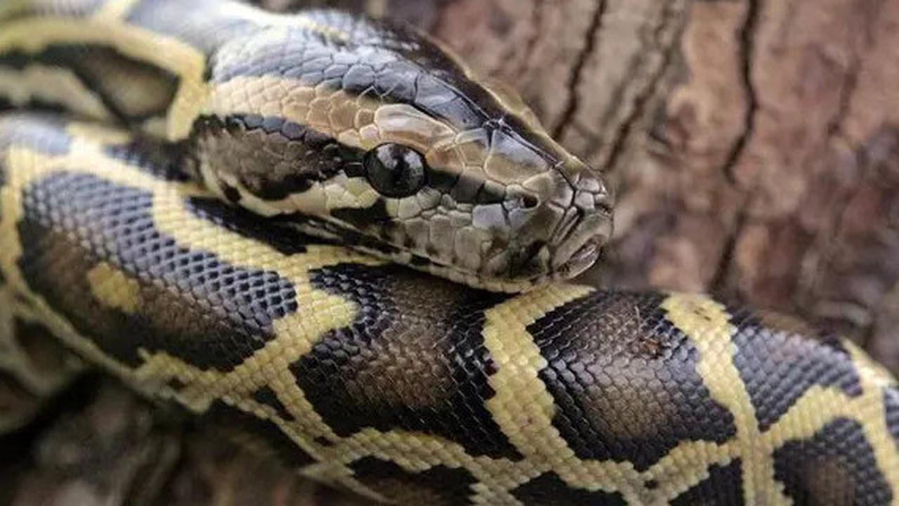 Awas! 12 Benda-benda Ini Jadi Pemicu Sarang Ular di Sekitar Rumah, Segera Bersihkan