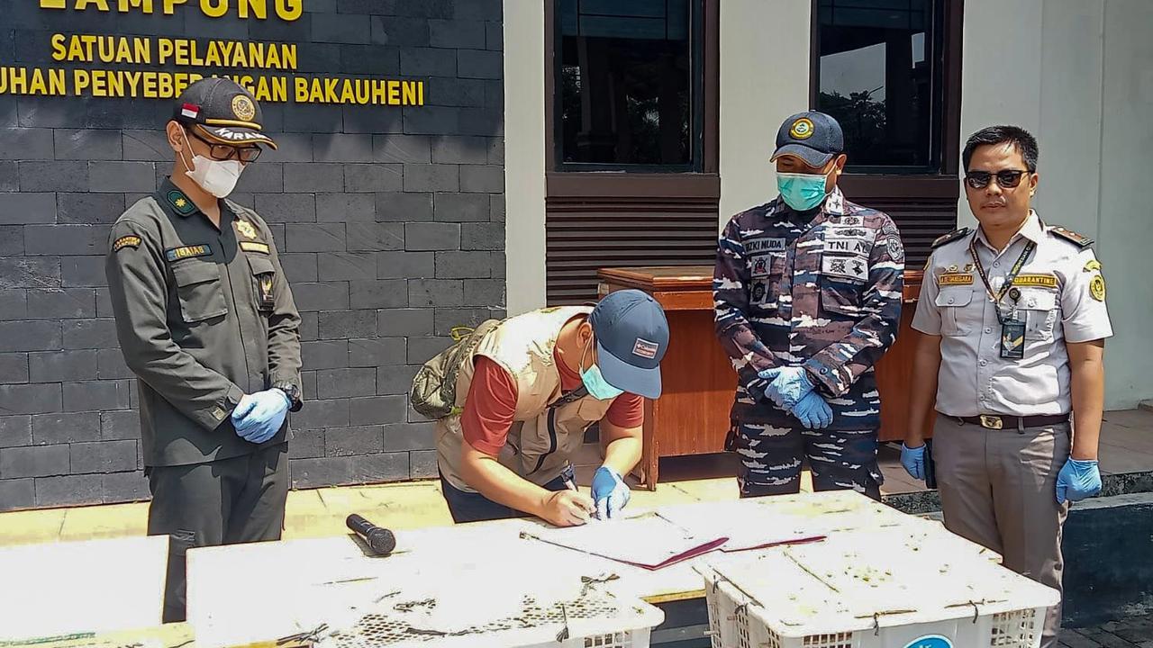 FOTO: TNI AL Gagalkan Penyelundupan Ratusan Burung Ilegal di Bakauheni